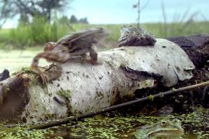 mBank z żabami wodnymi reklamuje program „PolecamBank”