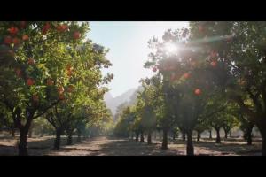 Plantacja pomarańczy w reklamie soku Tymbark 