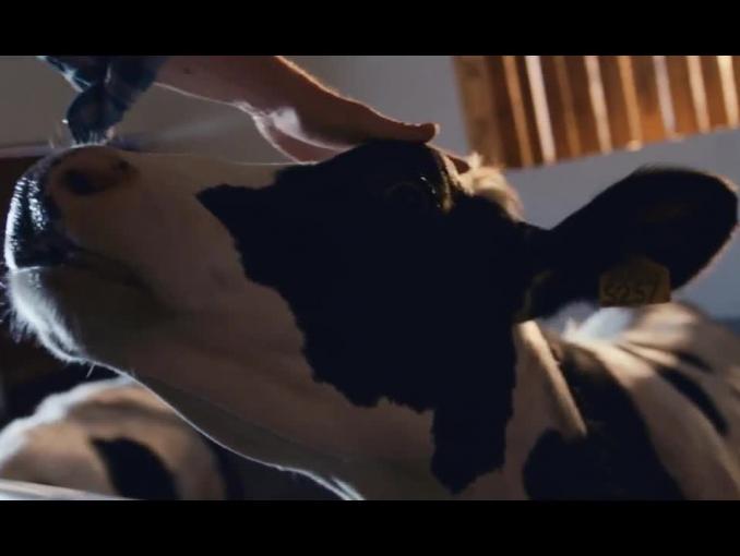 OSM Piątnica reklamuje Bio Mleko Ekologiczne