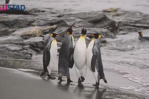 Pingwiny i foka  w reklamie Flustadu i Flurbifexu 