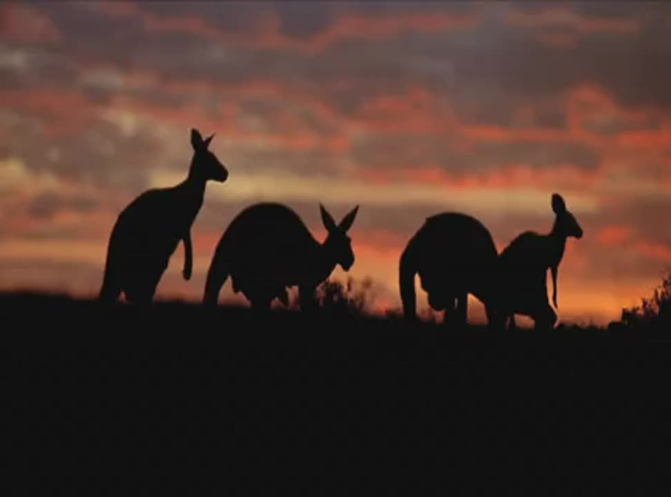Dystrybutor wina Jacob's Creek zaprasza na festiwal Dni Australii