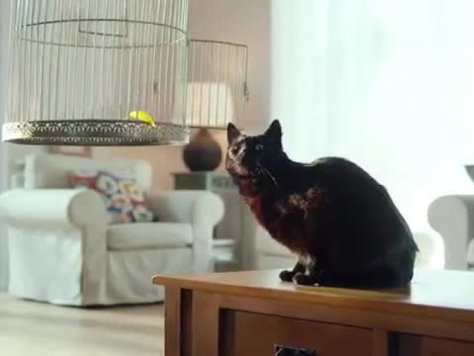 Czarny kot po ptakach reklamuje Provident Polska