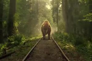 Żubr chroni dziki przed koleją - reklama piwa Żubr