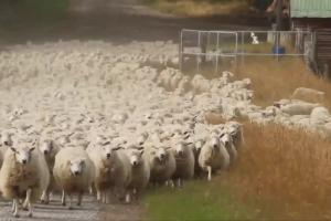 „Podatki są beeeee!” - owce strzyżone przez fiskusa w reklamie Union Investment TFI