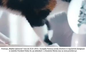Miękkie lądowanie kota reklamuje pożyczkę w Providencie