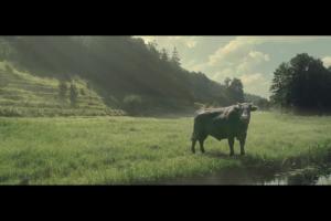„Białe po mamie i zdrowe po byku” - romantyczna miłość w reklamie mleka Łaciate