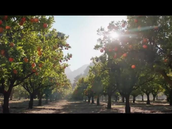 Plantacja pomarańczy w reklamie soku Tymbark 