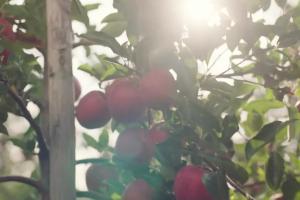 Biedronka promuje polskie jabłka