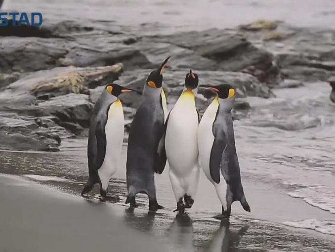Pingwiny i foka  w reklamie Flustadu i Flurbifexu 