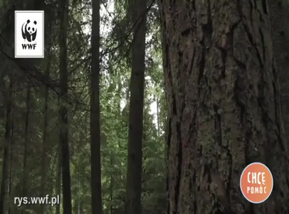 spot z kampanii WWF Polska na rzecz ochrony rysi
