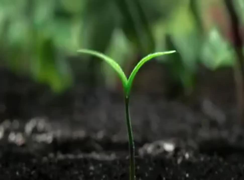 Rosnąca przyjemność reklamuje syrop Owocowa Spiżarnia Herbapolu