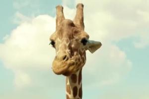 Żyrafa z reklamie kredytu gotówkowego w mBanku