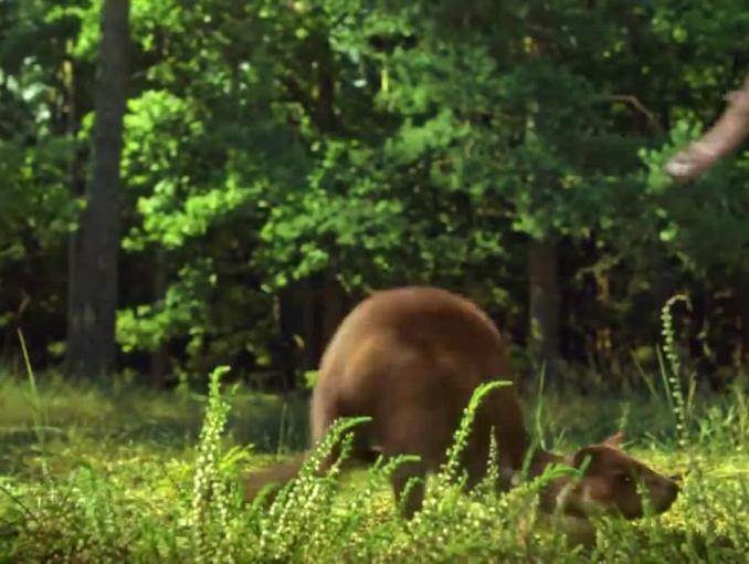 Żubry ratują łasicę w reklamie piwa Żubr