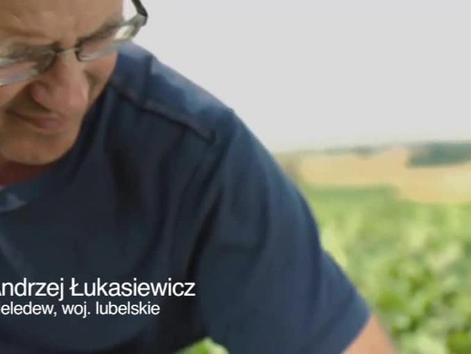 Uprawa buraków w reklamie barszczu czerwonego Winiary